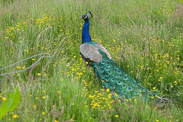 Pfau (Pavo cristatus)