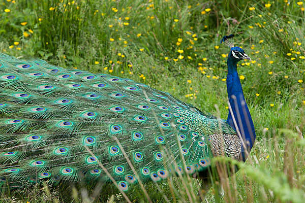 Pfau (Pavo cristatus)