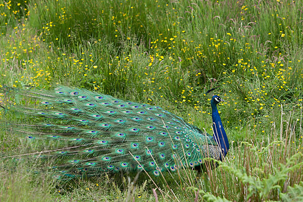 Pfau (Pavo cristatus)