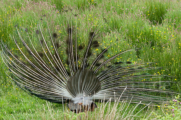 Pfau (Pavo cristatus)