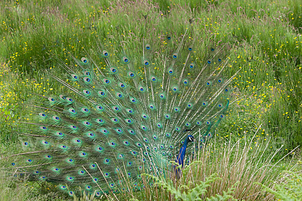 Pfau (Pavo cristatus)