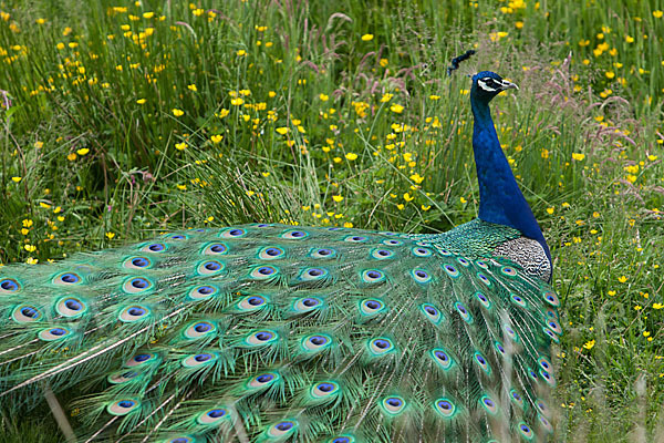 Pfau (Pavo cristatus)