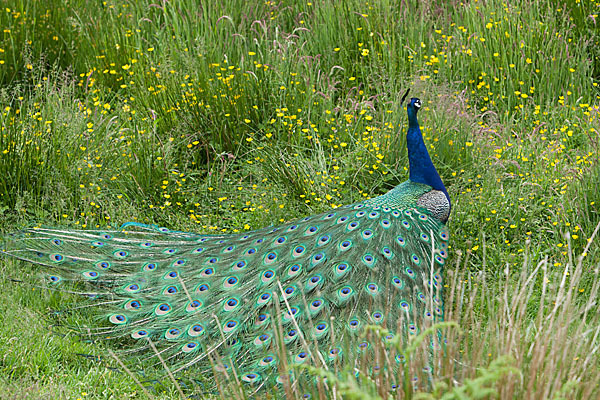 Pfau (Pavo cristatus)