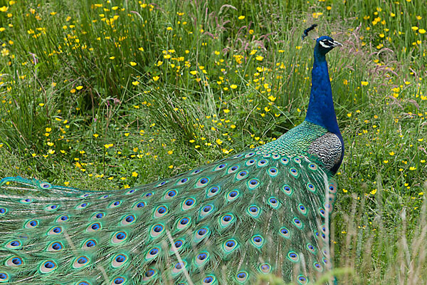 Pfau (Pavo cristatus)