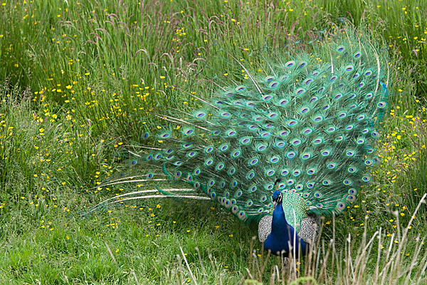 Pfau (Pavo cristatus)