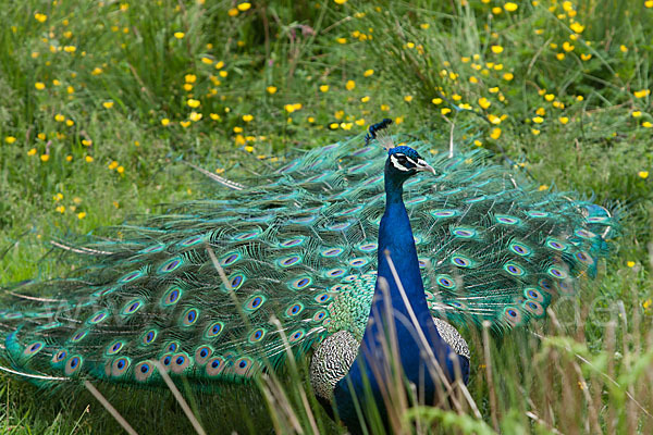 Pfau (Pavo cristatus)