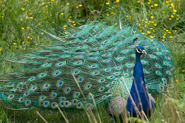 Pfau (Pavo cristatus)