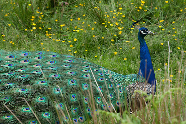 Pfau (Pavo cristatus)