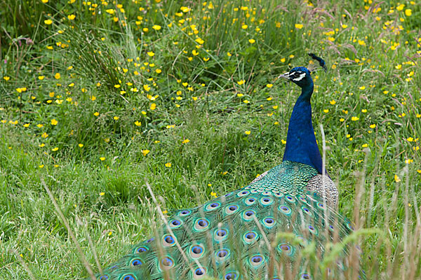 Pfau (Pavo cristatus)