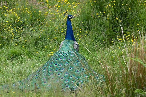 Pfau (Pavo cristatus)