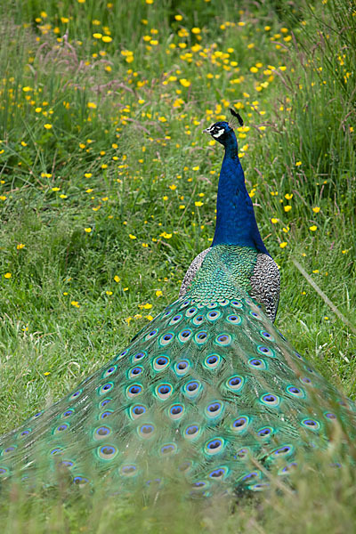 Pfau (Pavo cristatus)