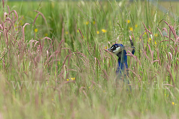 Pfau (Pavo cristatus)