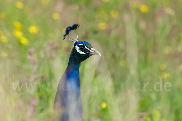 Pfau (Pavo cristatus)