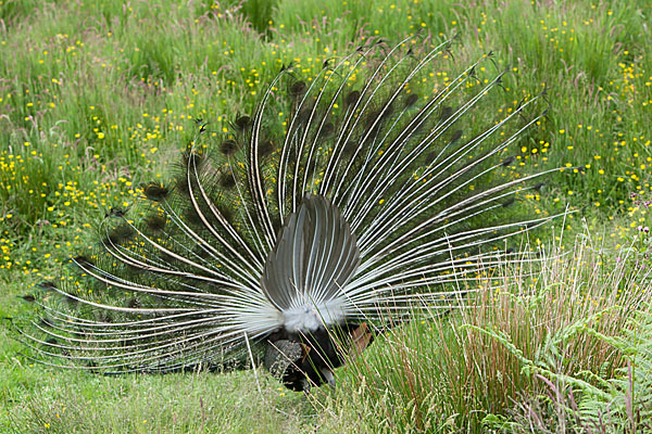 Pfau (Pavo cristatus)