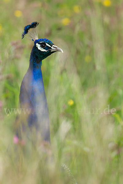 Pfau (Pavo cristatus)