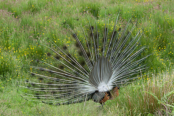 Pfau (Pavo cristatus)