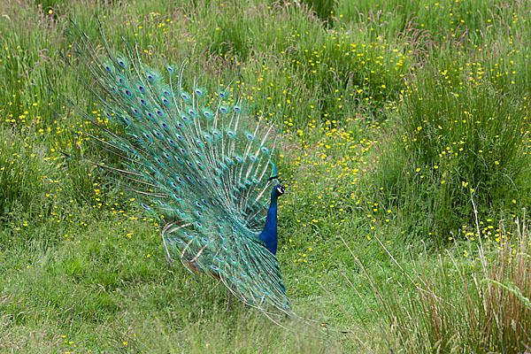 Pfau (Pavo cristatus)