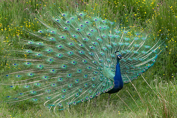 Pfau (Pavo cristatus)