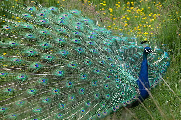 Pfau (Pavo cristatus)