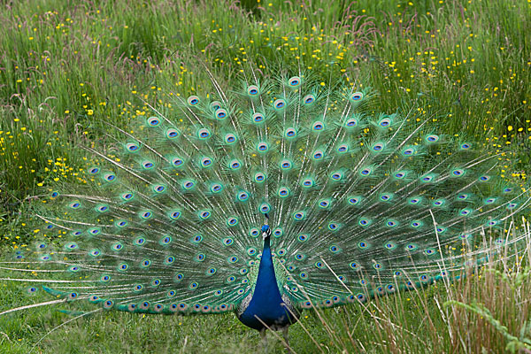 Pfau (Pavo cristatus)