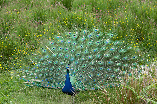 Pfau (Pavo cristatus)