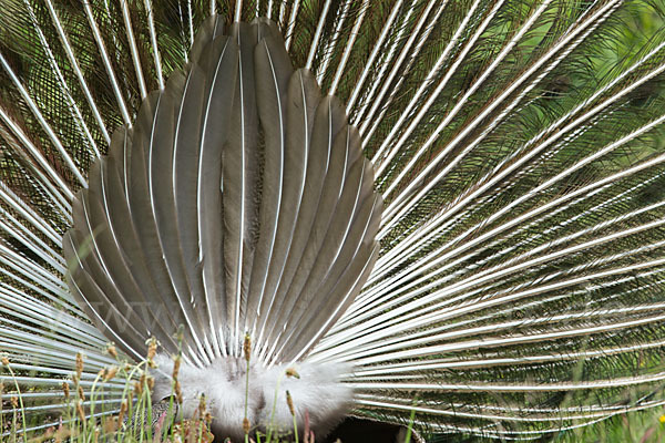 Pfau (Pavo cristatus)