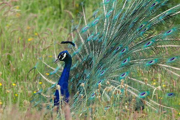 Pfau (Pavo cristatus)