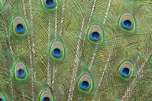 Pfau (Pavo cristatus)