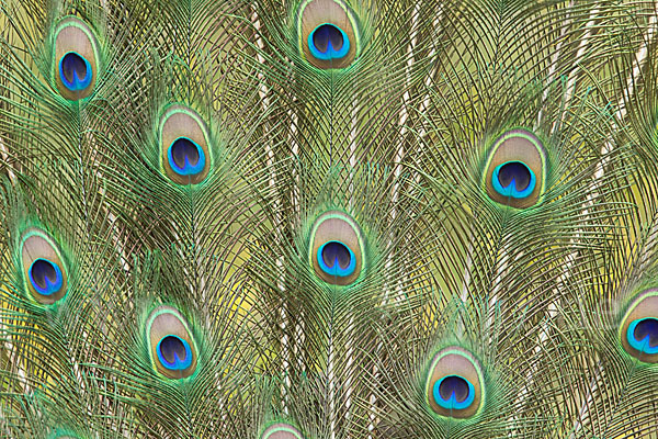 Pfau (Pavo cristatus)