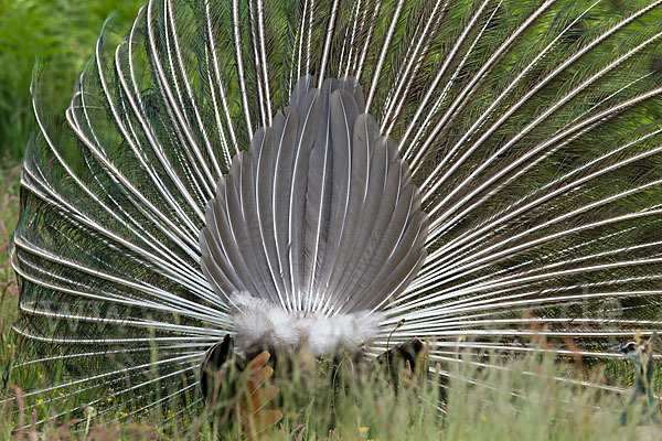 Pfau (Pavo cristatus)