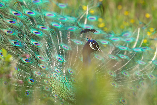 Pfau (Pavo cristatus)