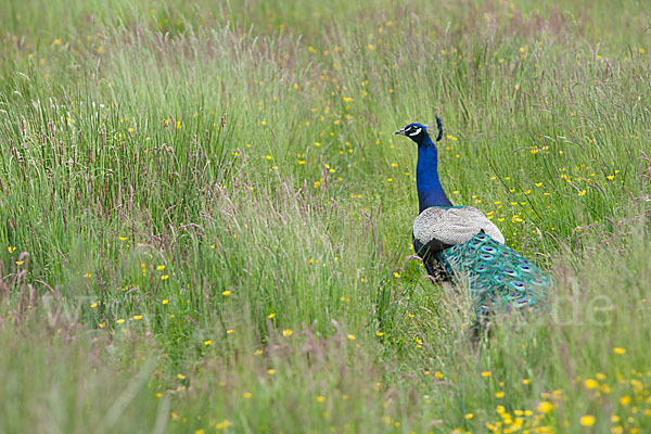 Pfau (Pavo cristatus)