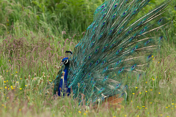 Pfau (Pavo cristatus)