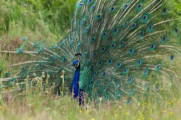 Pfau (Pavo cristatus)