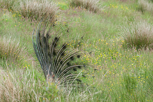 Pfau (Pavo cristatus)