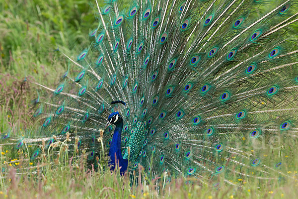 Pfau (Pavo cristatus)