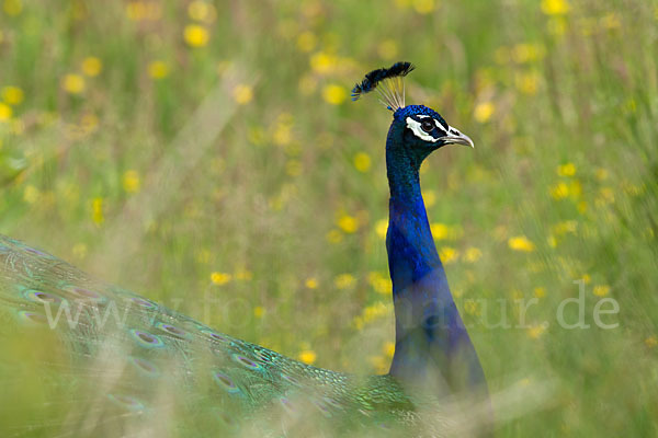 Pfau (Pavo cristatus)