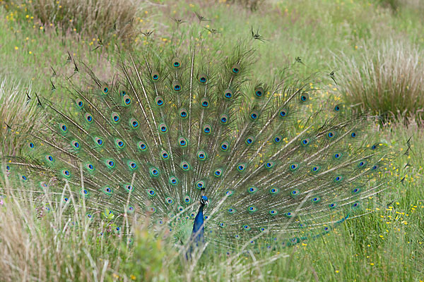 Pfau (Pavo cristatus)