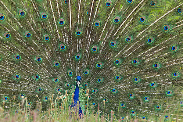 Pfau (Pavo cristatus)