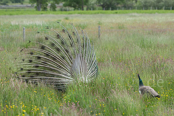 Pfau (Pavo cristatus)