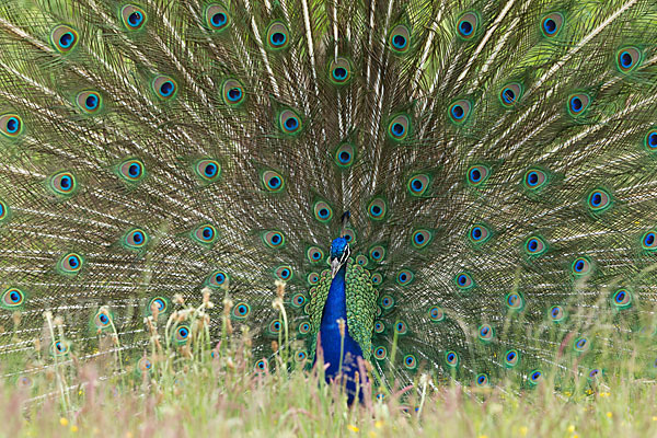 Pfau (Pavo cristatus)