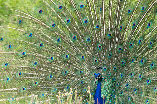 Pfau (Pavo cristatus)