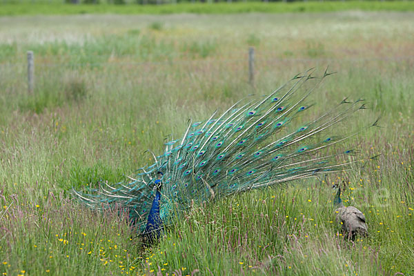 Pfau (Pavo cristatus)