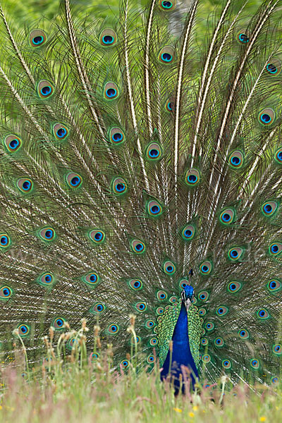 Pfau (Pavo cristatus)