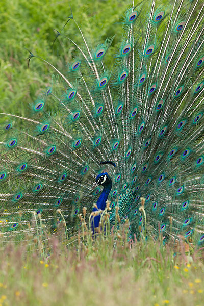 Pfau (Pavo cristatus)