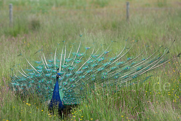 Pfau (Pavo cristatus)