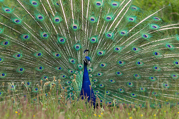 Pfau (Pavo cristatus)