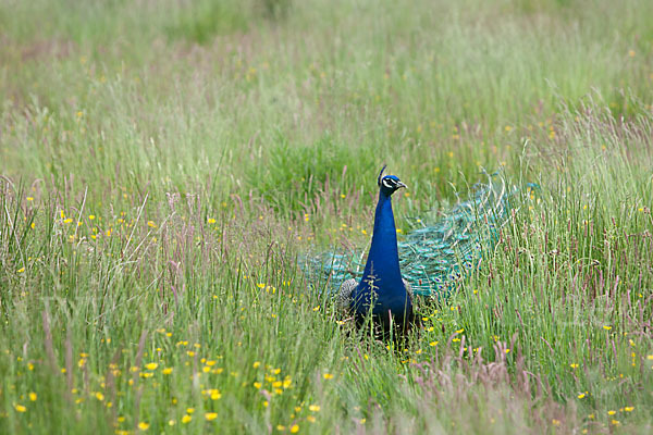 Pfau (Pavo cristatus)