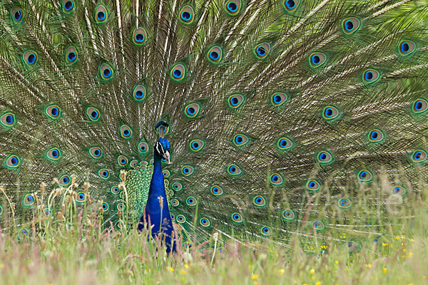 Pfau (Pavo cristatus)