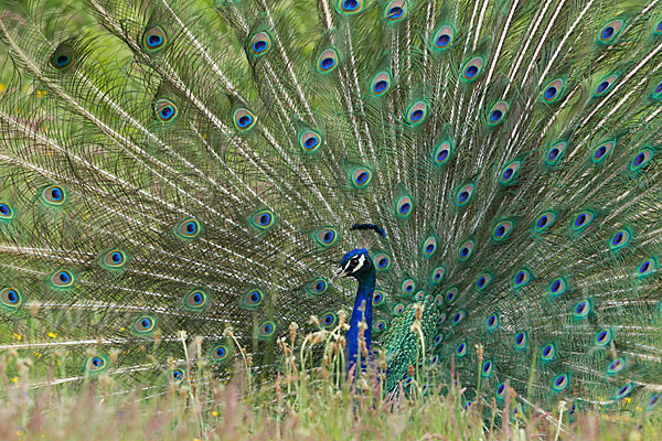 Pfau (Pavo cristatus)